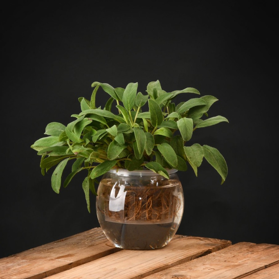 Indoor Esschert Design Open | Hydrocultuur Pot S