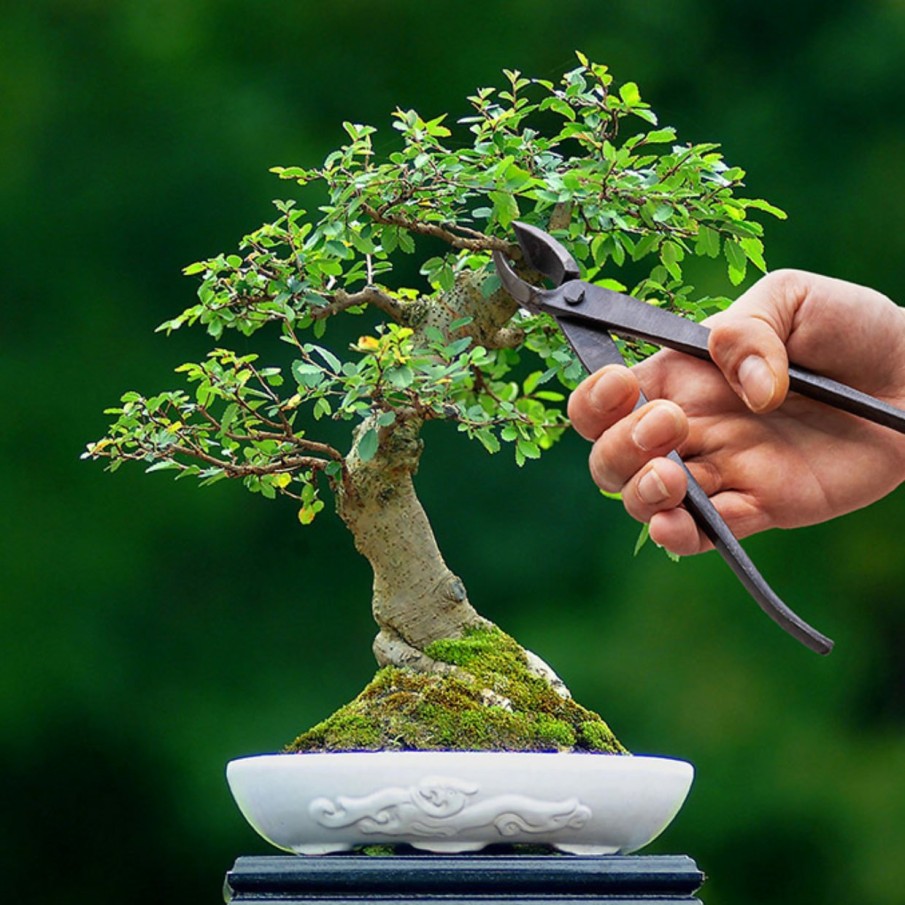 Indoor Esschert Design Handgereedschap | Bonsai Concaaftang